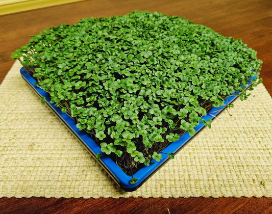 Organic Broccoli Microgreens, Di Cicco, Large Live Tray