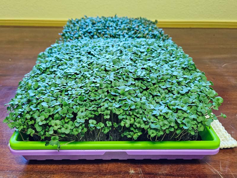 Organic Broccoli Microgreens, Di Cicco, Large Live Tray