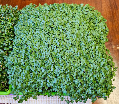 Organic Broccoli Microgreens, Di Cicco, Large Live Tray