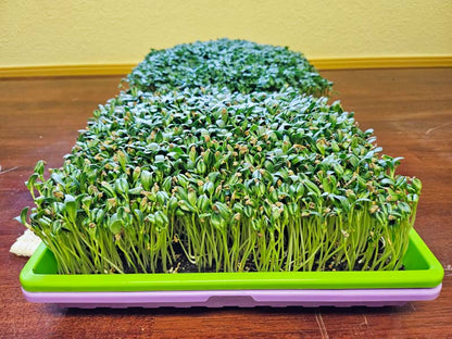 Organic Fenugreek Microgreens, Large Live Tray