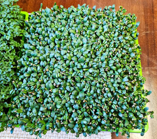 Organic Fenugreek Microgreens, Large Live Tray