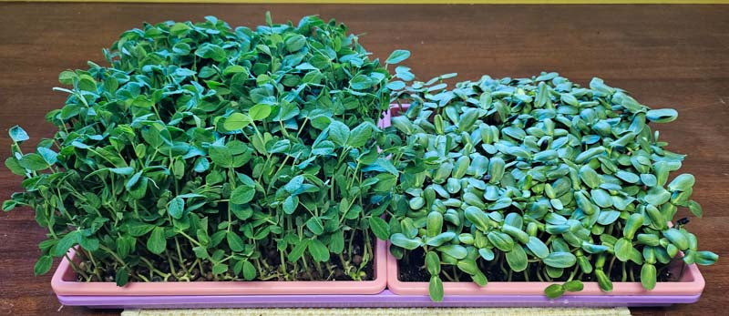 Organic Pea Shoots 10x20 Live Flat