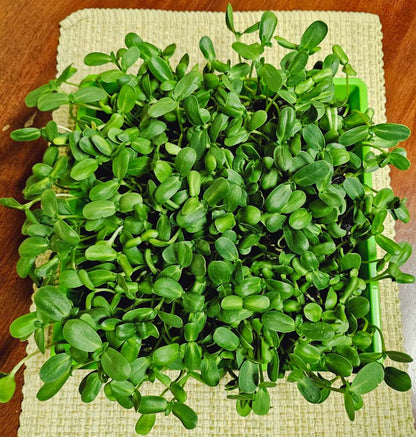 Sunflower, Black Oil, Microgreens, Large Live Tray