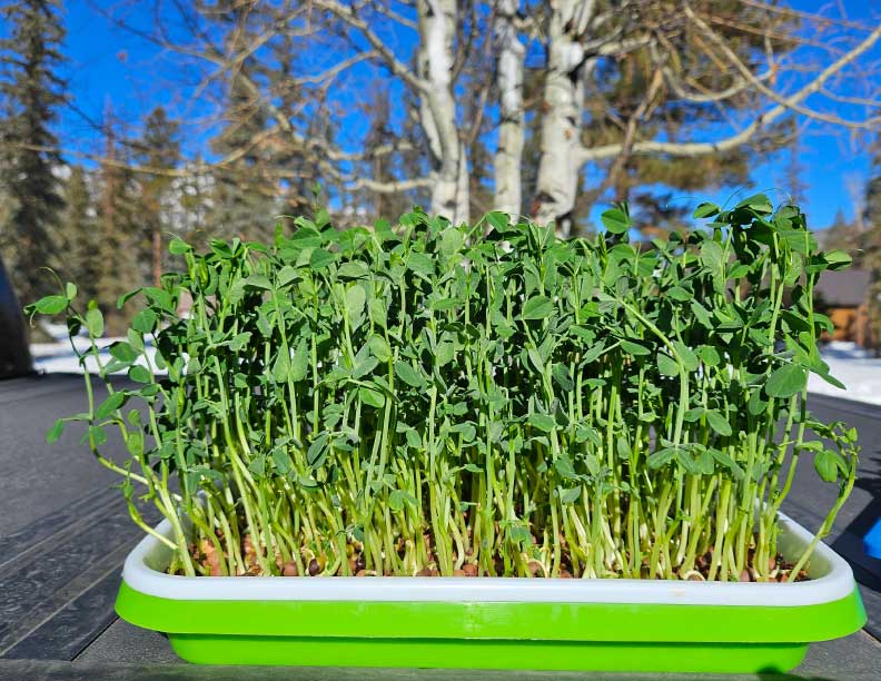 Organic Pea Shoots Large Tray