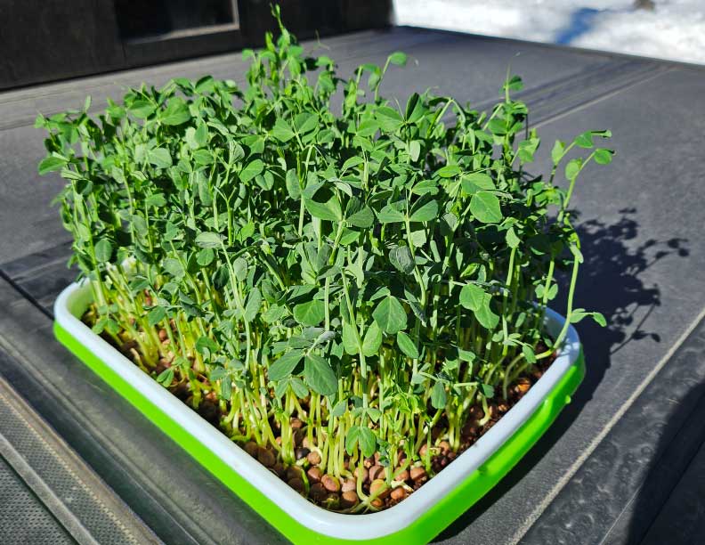 Organic Pea Shoots Large Tray