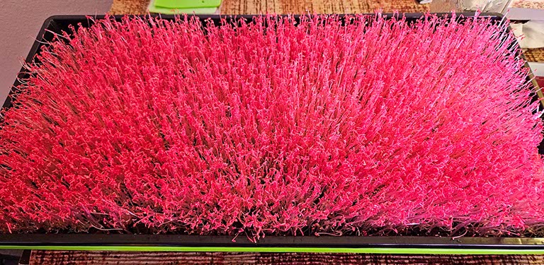 Organic Red Garnet Amaranth Microgreens, 10x20 Live Flat