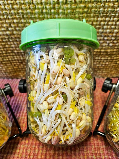 Organic Mung Bean Sprouts ~ 1 Pint