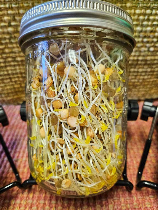 Organic Red Lentil Sprouts ~ 1 Pint