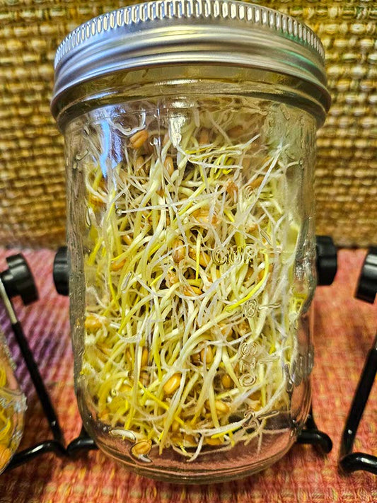 Organic Red Winter Wheat Sprouts ~ 1 Pint