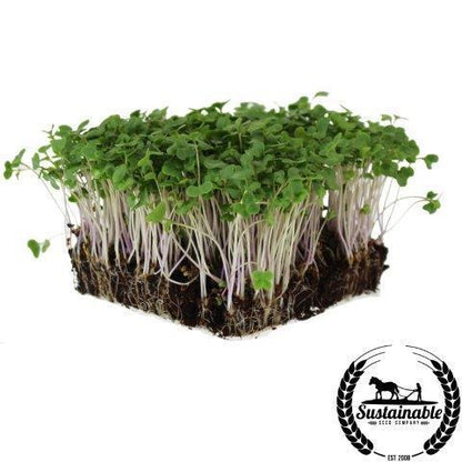 Organic Broccoli Microgreens, Di Cicco, 10x20 Live Flat