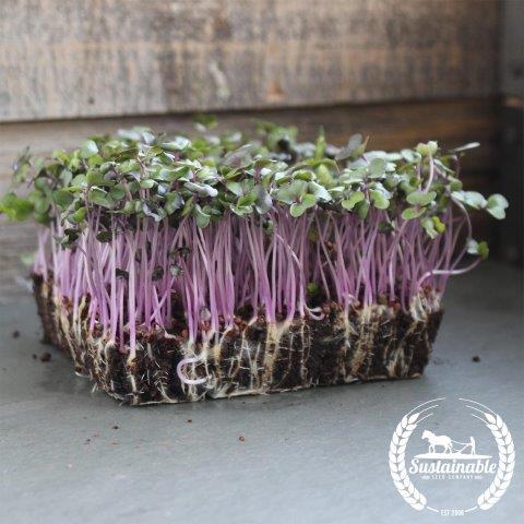 Organic Red Acre Cabbage Microgreens, Large Live Tray