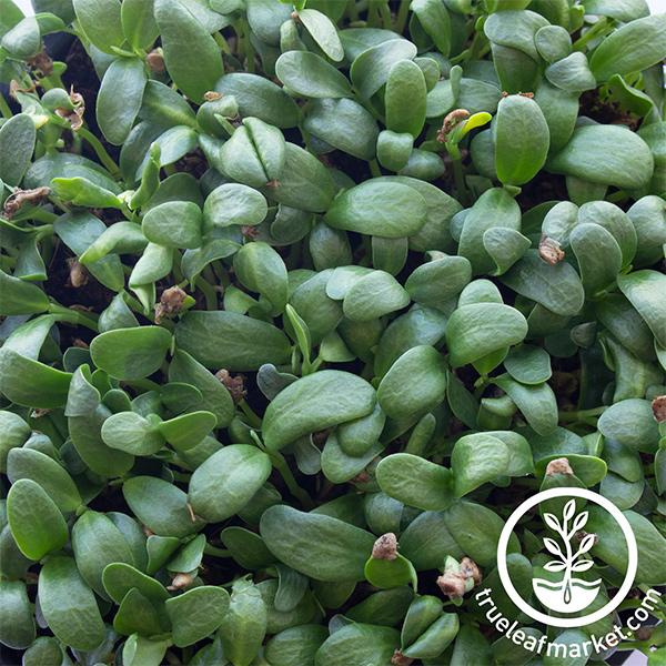 Organic Fenugreek Microgreens, Large Live Tray