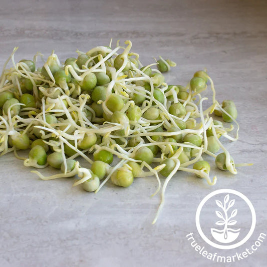 Organic Pea Sprouts ~ 1 Pint