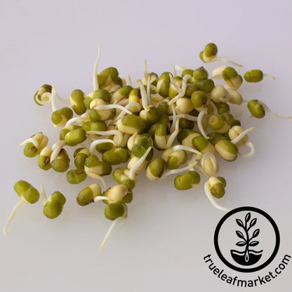 Organic Mung Bean Sprouts ~ 1 Quart