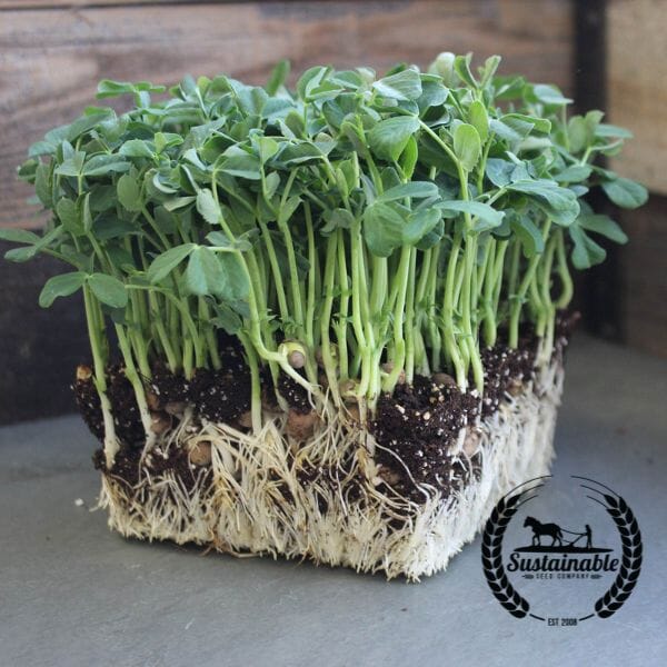 Organic Pea Shoots 10x20 Live Flat