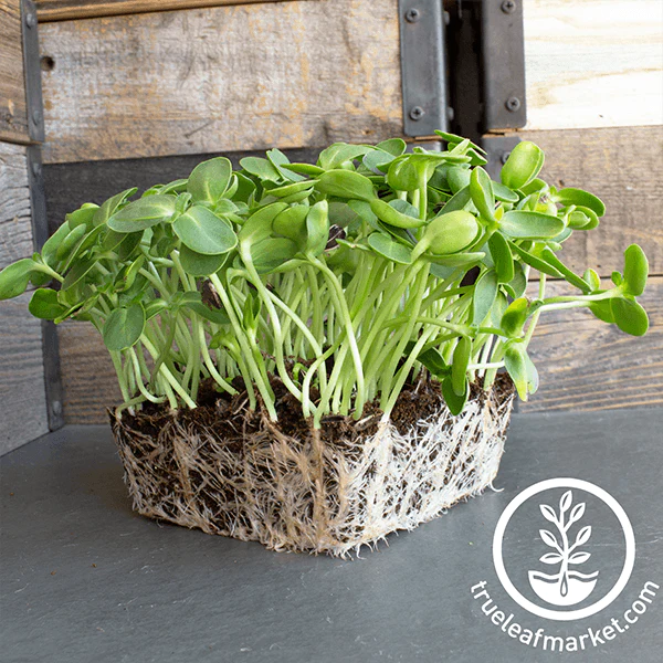 Sunflower, Black Oil, Microgreens, Large Live Tray