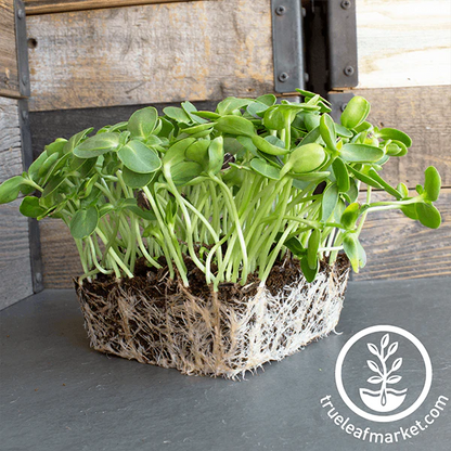 Sunflower, Black Oil, Microgreens, Large Live Tray