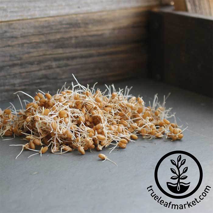 Organic Red Winter Wheat Sprouts ~ 1 Quart